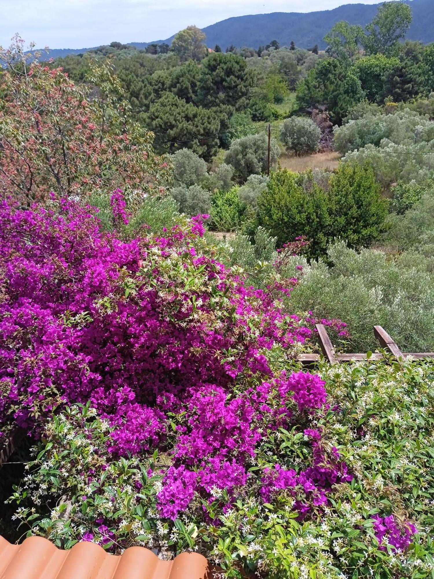 נאה רודה Villa Butterfly מראה חיצוני תמונה